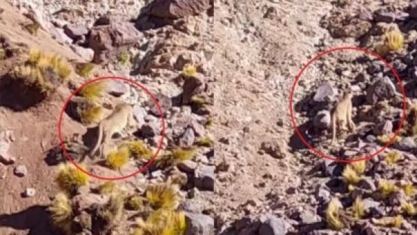 Puma es captado en San Pedro de Atacama
