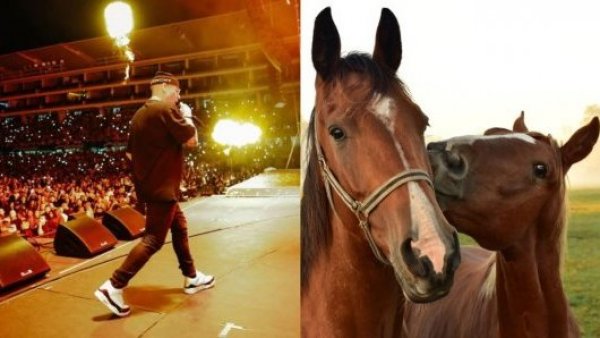 Famoso reguetonero será imputado por presuntamente matar a dos caballos y herir a dos jinetes
