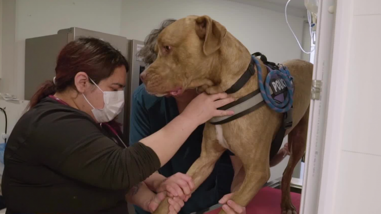 Hoy conocimos a Balú, un cariñoso y tímido dogo argentino con un problema en su rodilla

