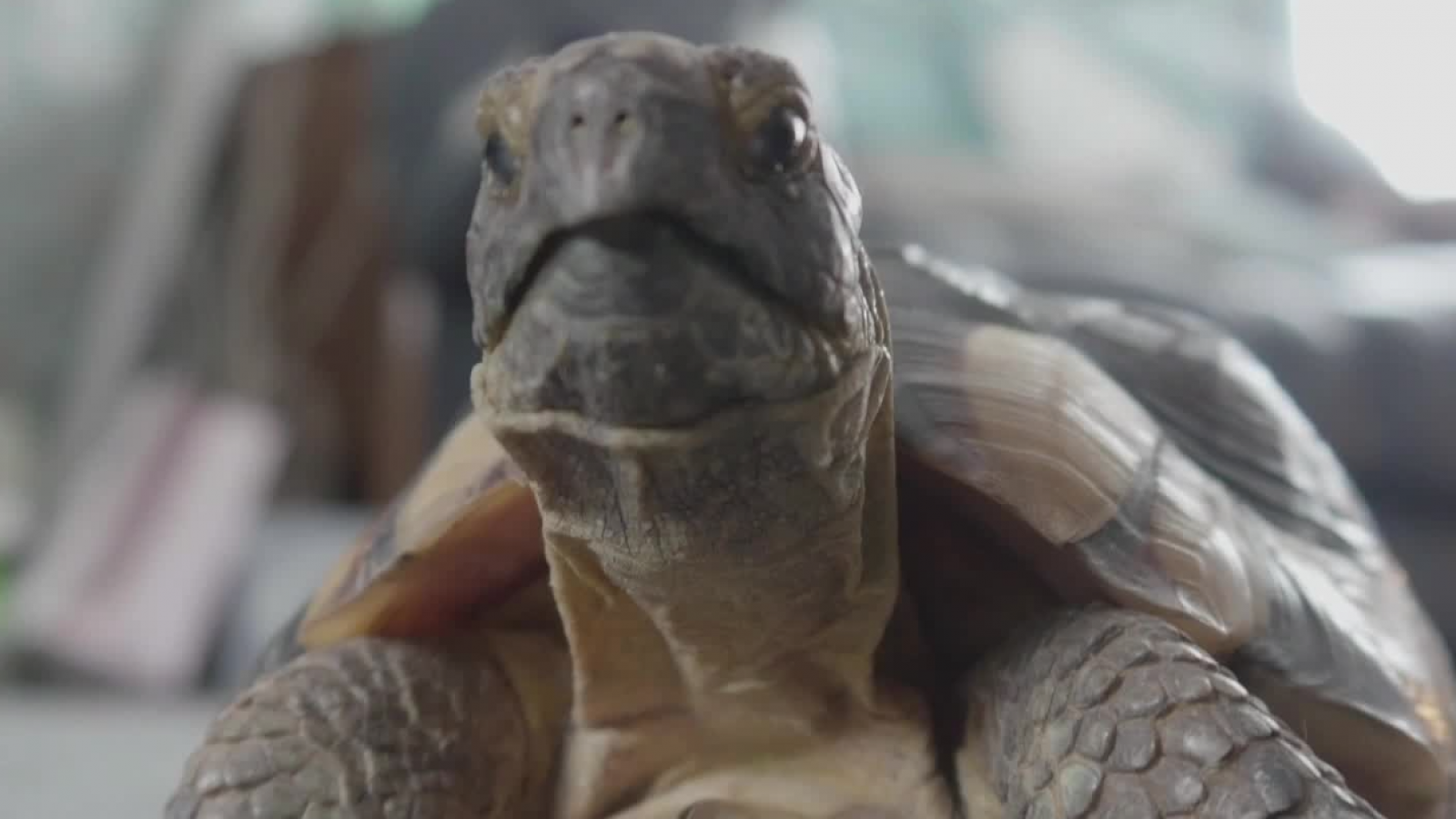 Micromundo Animal: conoce a las tortugas mediterráneas

