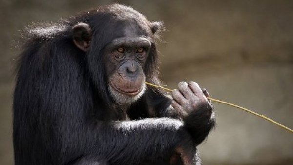 Chimpancés comparten el acto de orinar como posible vínculo social
