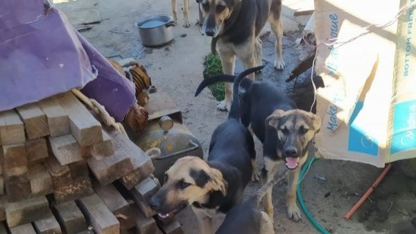 Detienen a hombre por maltrato animal: Rescatan a nueve perritos desde vivienda en Quilpué
