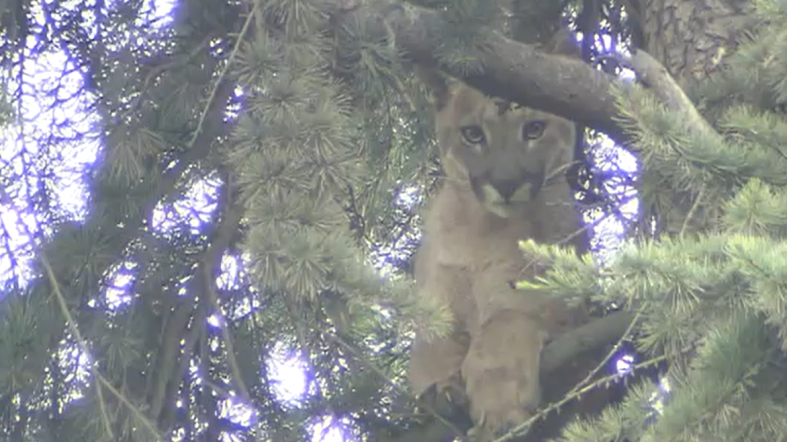 ¿Qué hacer si te encuentras con un puma?
