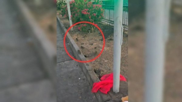 “Ya no tengo que ir a París”: Usuario denuncia un nido de ratas al lado del Río Mapocho
