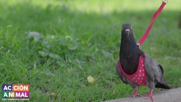Acción Animal, con Sebastián Jiménez: Capítulo 9
