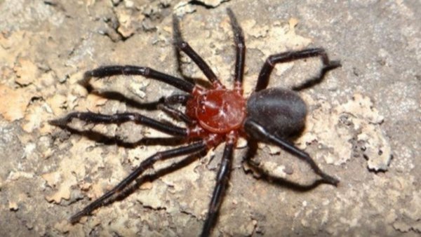 ¿Cómo identificarla? Encuentran una nueva especie de araña venenosa en Talca
