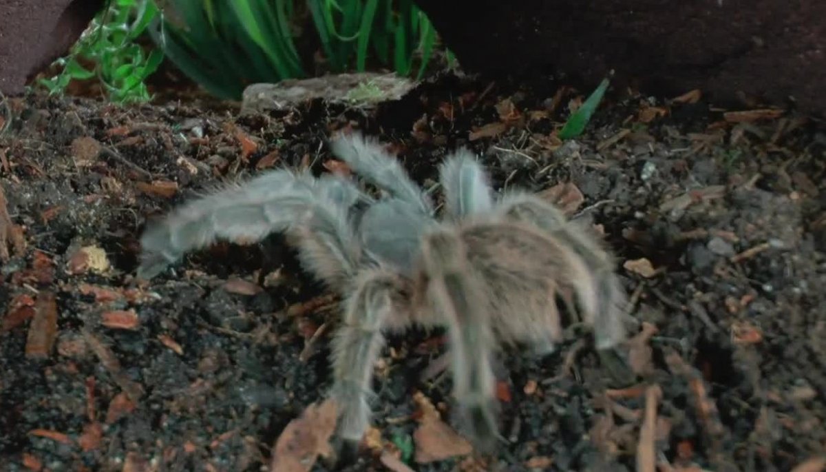 Micromundo Animal: Hoy conocemos a la araña pollito | TVN
