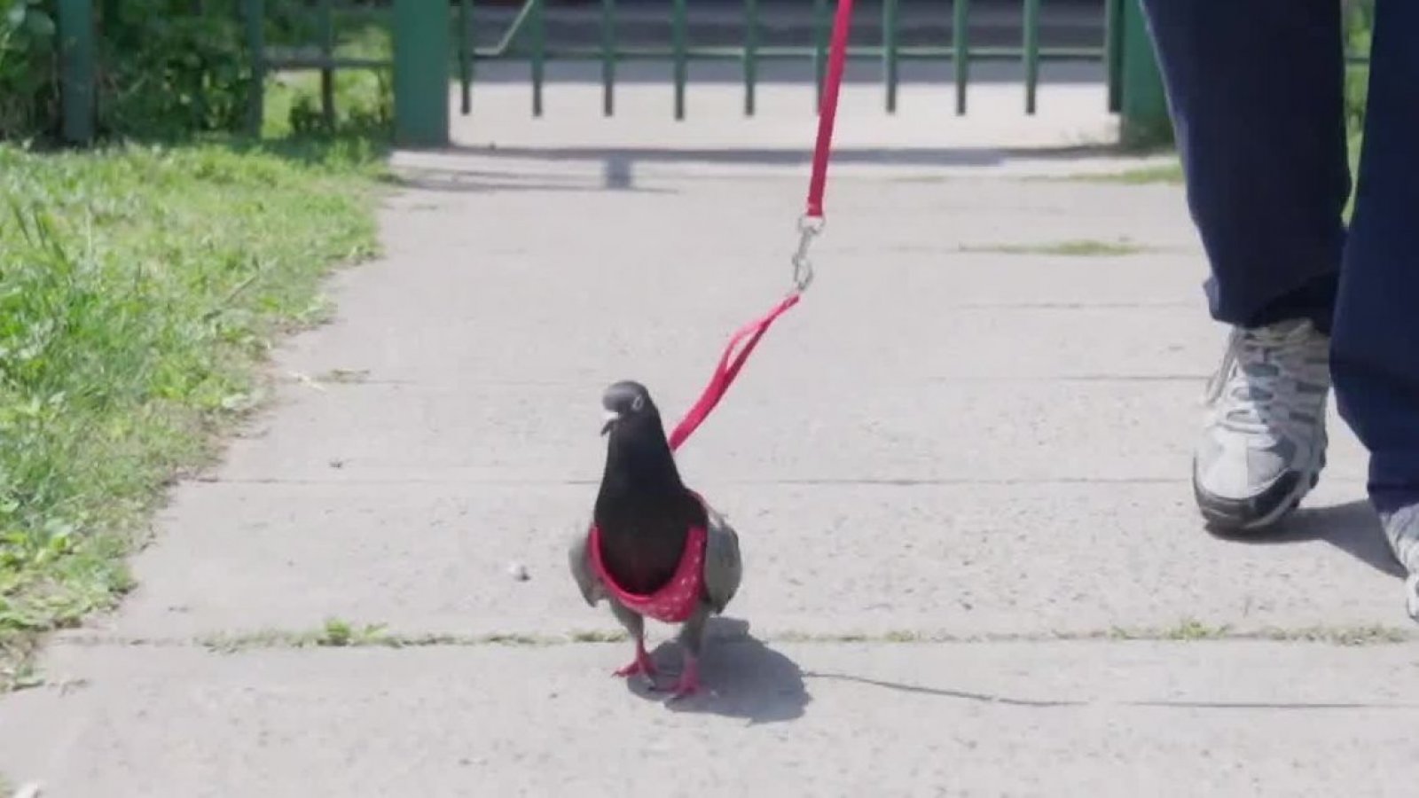 Conocemos a Octavio el palomo en "Acción Animal"
