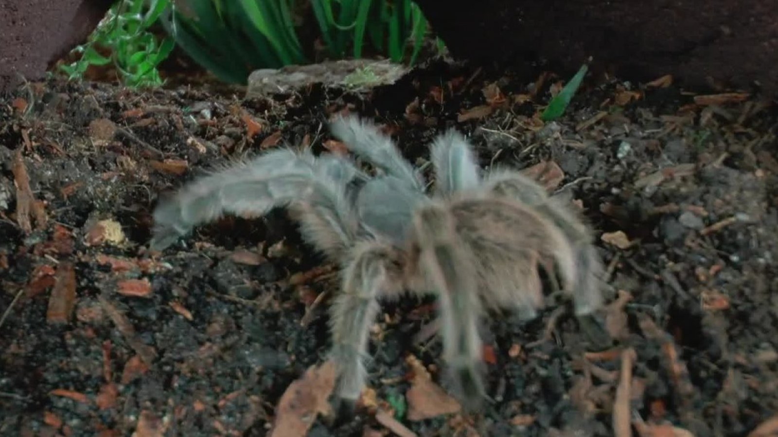 Micromundo Animal: Hoy conocemos a la araña pollito
