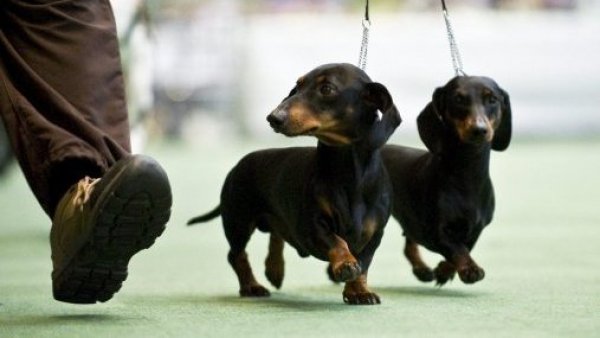 01 de febrero: ¿Por qué en Argentina celebran el día del perro salchicha?