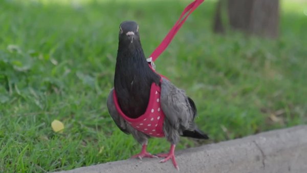 "Octavio, el palomo" es furor en las redes sociales tras su aparición en "Acción Animal"