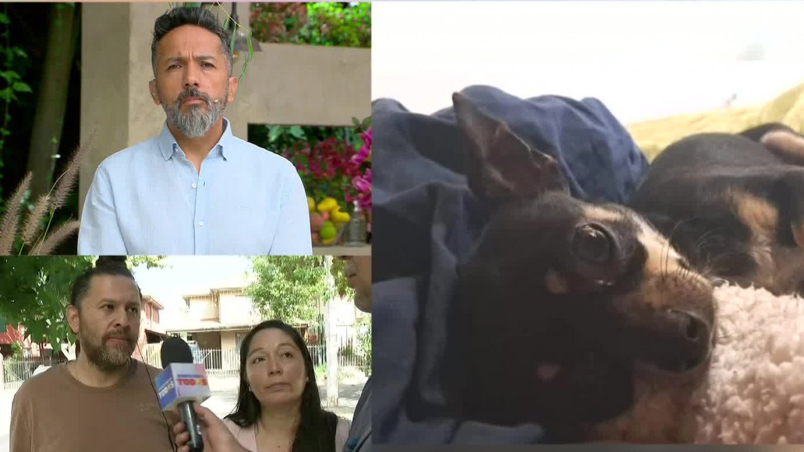 Familia busca a perrita robada en violento asalto
