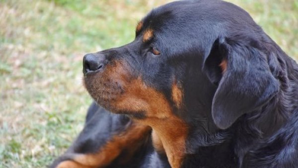Sujeto muere tras ser atacado por perros rottweiler en La Serena
