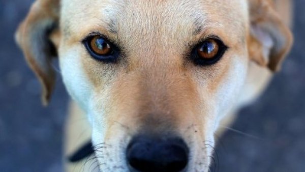 ¡No les corte el pelito!: Recomendaciones para cuidar a los perritos con las altas temperaturas
