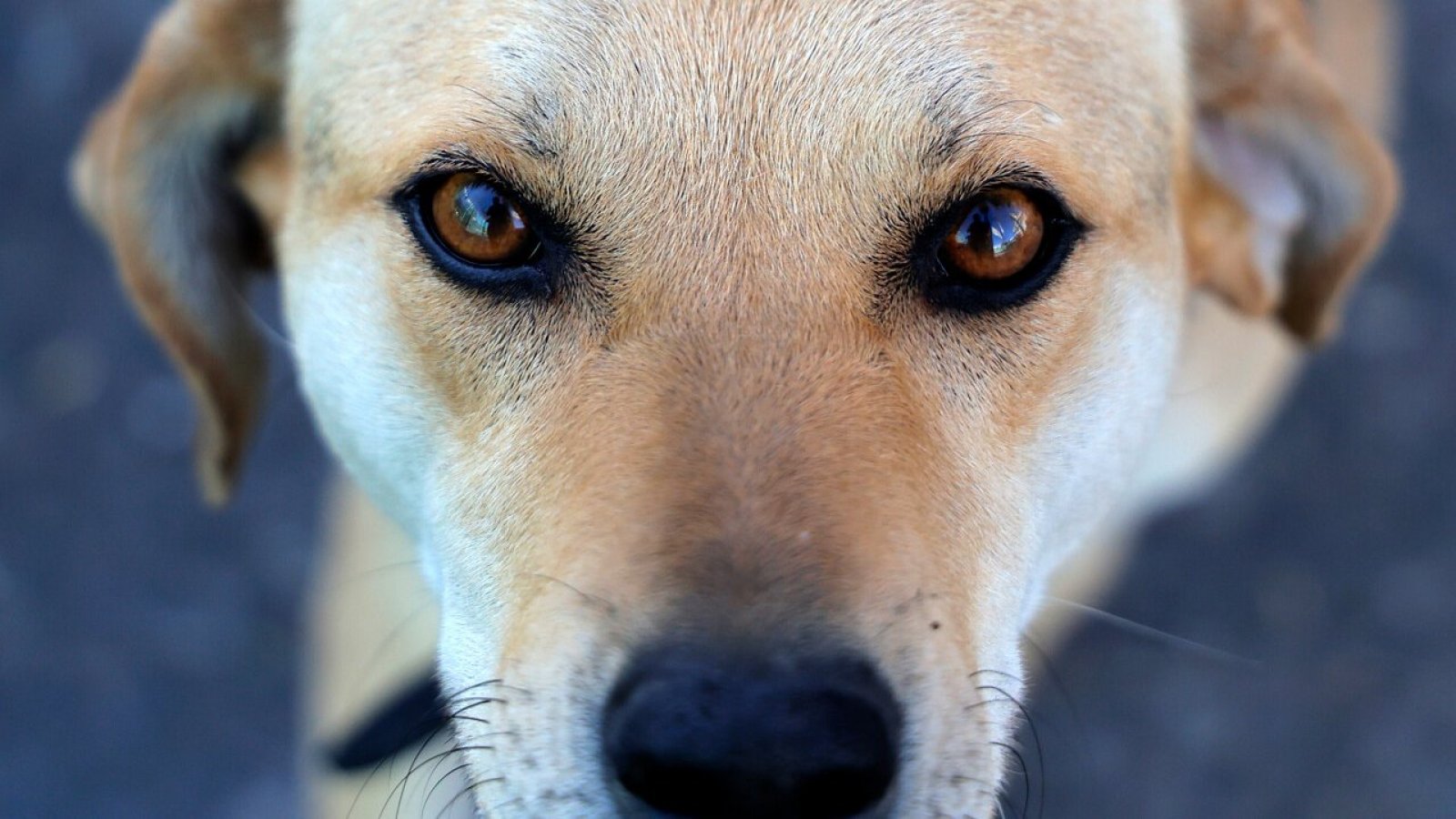 ¡No les corte el pelito!: Recomendaciones para cuidar a los perritos con las altas temperaturas
