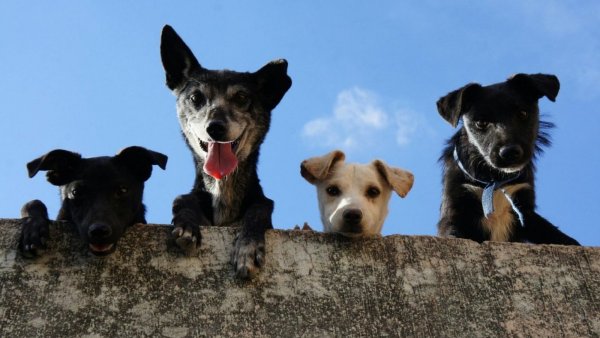 ¿Viajarás fuera de Chile con tu mascota? Esto es lo que necesitas saber
