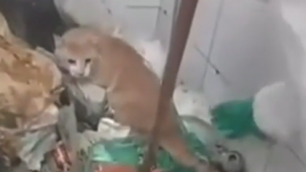 Investigan maltrato animal: Encuentran a gatito en ductos de basura de edificio en San Miguel
