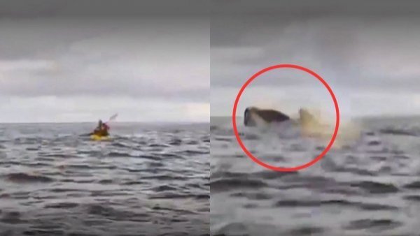 Joven es tragado por ballena mientras realizaba kayak en Magallanes
