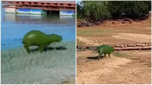 Registran a capibaras verdes en Argentina
