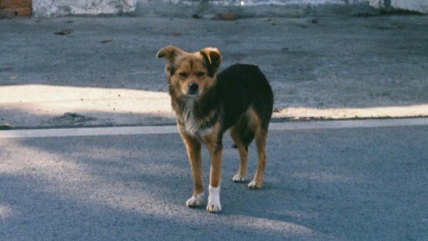 Perritos callejeros salvan a turista japonés de brutal asalto en Valparaíso
