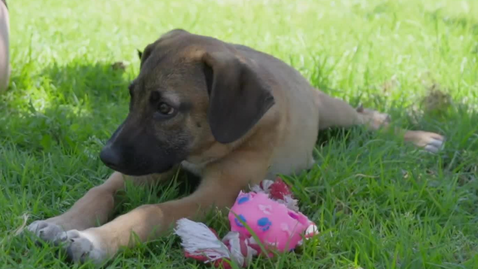 La conmovedora historia de la perrita Florencia quien busca una solución a su grave problema médico
