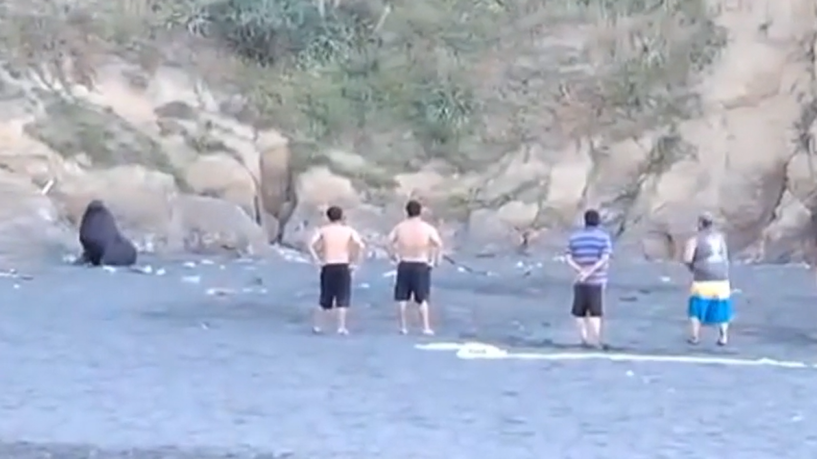 Vergonzosas imágenes: Sujetos agreden cobardemente a lobo marino en playa de Carahue
