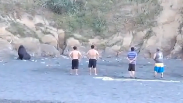 Vergonzosas imágenes: Sujetos agreden cobardemente a lobo marino en playa de Carahue
