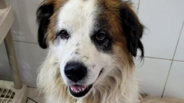 Intensa búsqueda de Beethoven: Fue apuñalado y escapó de veterinaria en San Antonio

