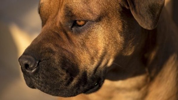 Bebé de 11 meses murió al ser atacado por el perro de la familia
