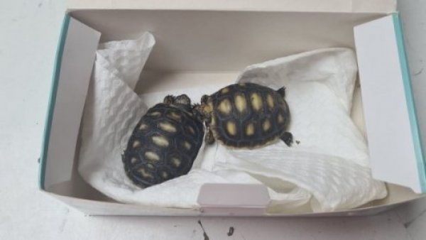 Aduanas rescató a dos tortugas bebés contrabandeadas en Colchane

