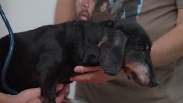 Conoce la triste historia del perro Nicanor en "Acción Animal"