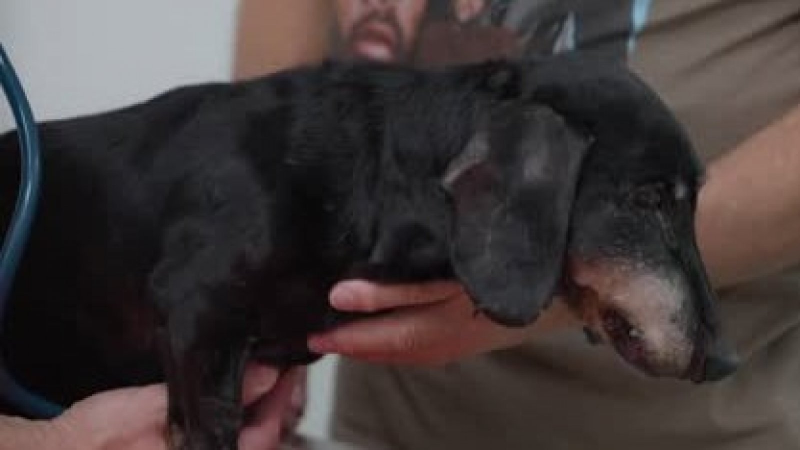 Conoce la triste historia del perro Nicanor en "Acción Animal"
