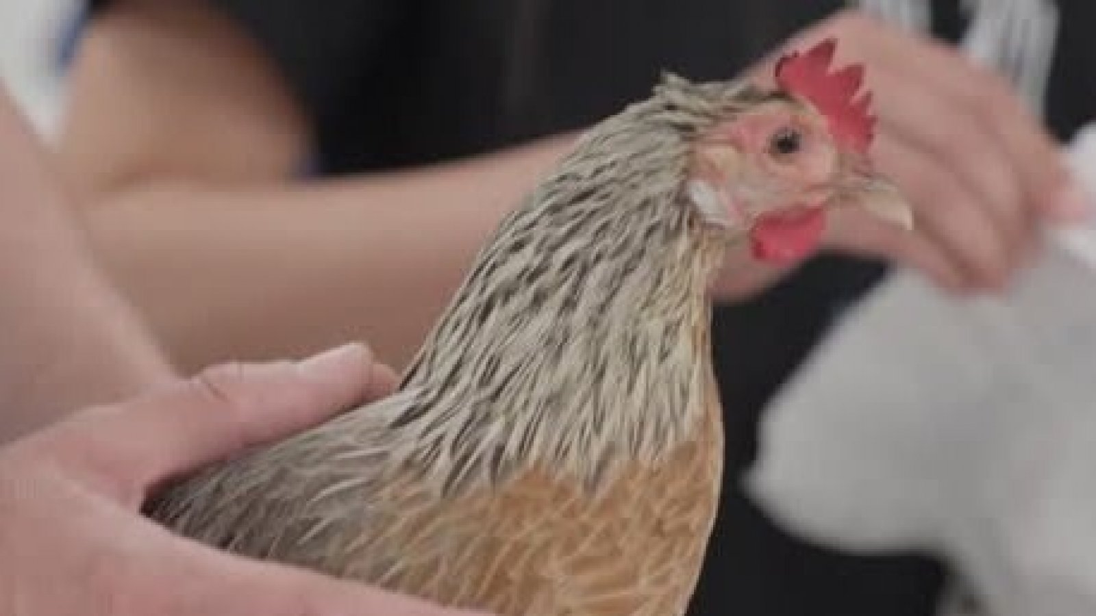 La complicada historia médica de la gallina Margarita
