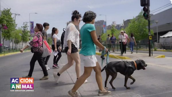 Conoce la historia de "Malos pasos" en "Acción Animal"