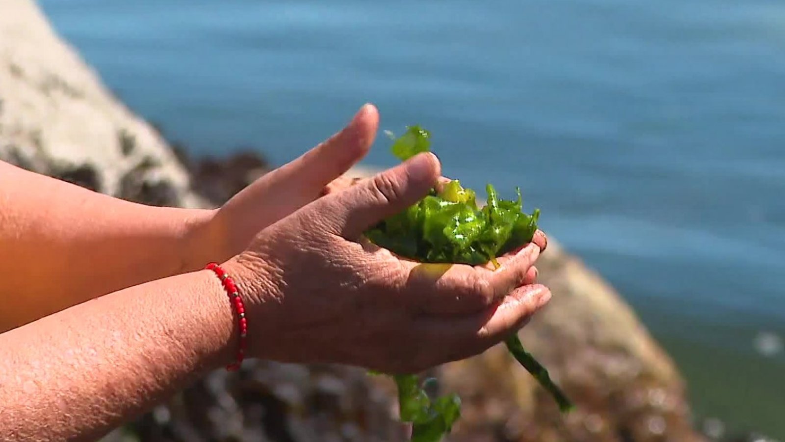 Chile Conectado: Las recolectoras del "tesoro marino" chileno
