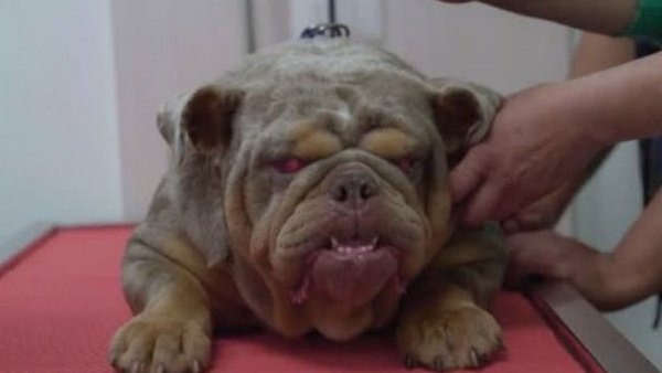 Conoce la historia de Elody la bulldog rescatada