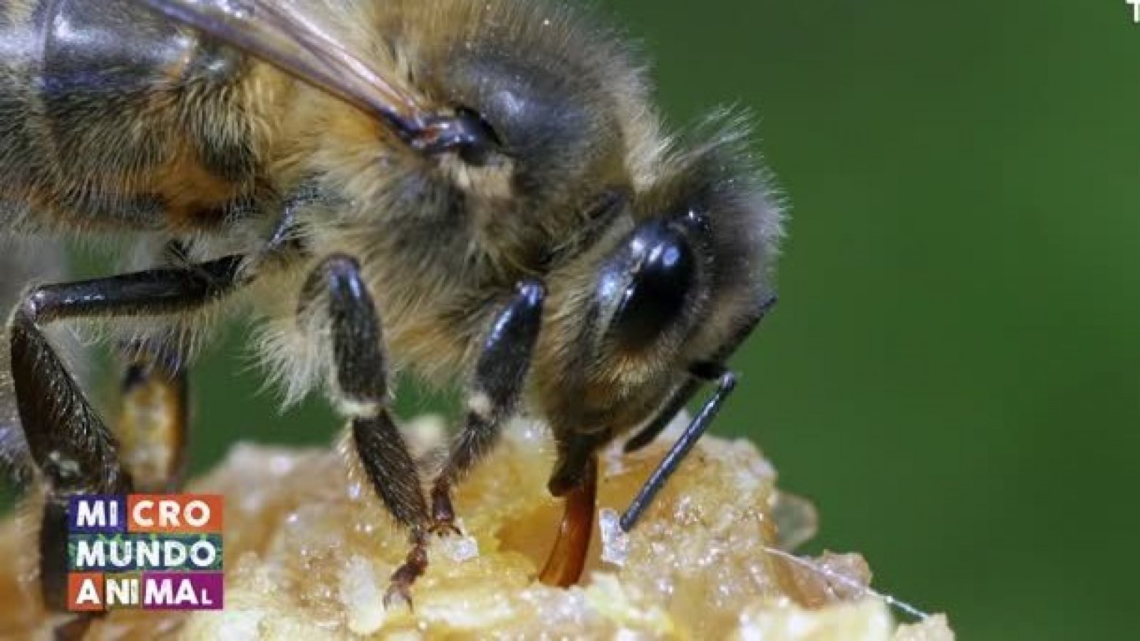 Micromundo Animal: Conocemos a las abejas
