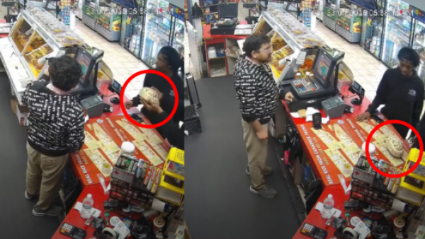 Insólito: sujetos usaron una serpiente pitón como "arma" para robar en EE.UU.
