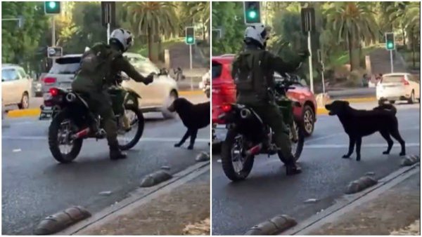 Se abrió investigación: Gran indignación por video de carabinero rociando gas a perrito en la calle
