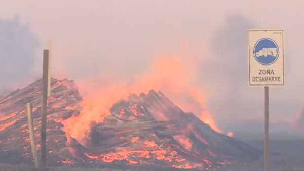 Investigan intencionalidad de incendios forestales en Hualqui y Santa Juana
