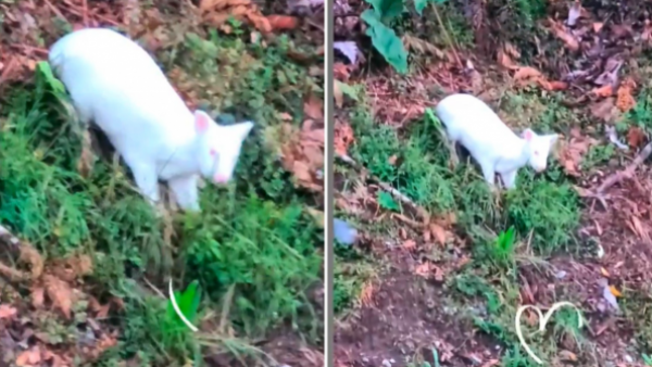 No pasaba hace tres años: Avistan pudú blanco en Chiloé
