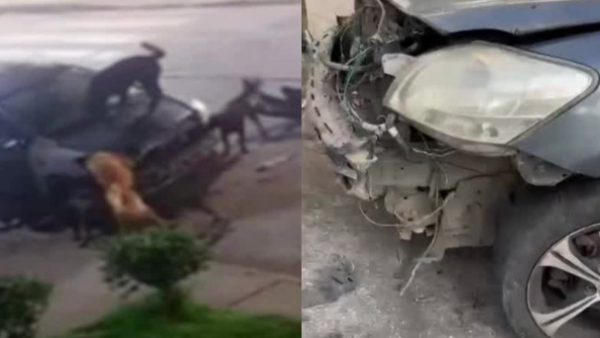 Video registra los destrozos de perros callejeros a auto estacionado en Concepción
