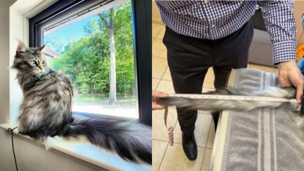 Gato es premiado con récord Guinness por la cola más larga del mundo
