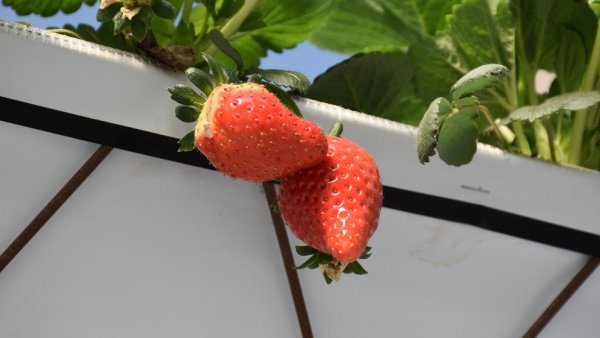 Investigación U. de Chile alerta sobre enfermedad emergente en frutillas

