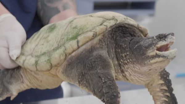 Acción Animal, con Sebastián Jiménez: Capítulo 13
