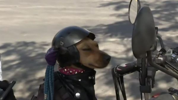 Conocimos a Mía, la perrita motoquera

