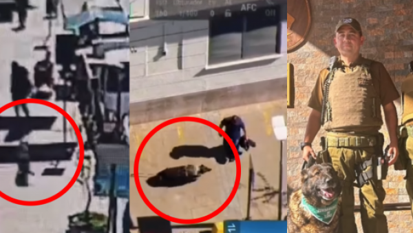 Perro de Carabineros fue clave en detención de sujeto que estaba prófugo en Quillota
