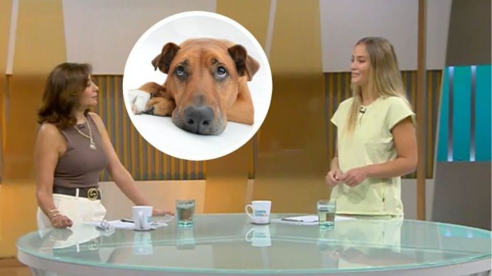 ¿Cómo registrar a una mascota en el Registro Nacional de Mascotas?
