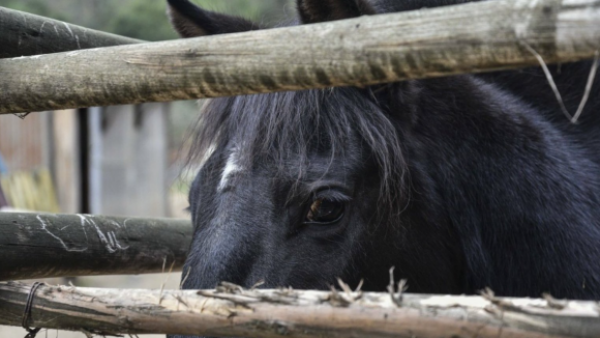 Será sacrificado: SAG confirma caso de anemia infecciosa en caballo de la región de Ñuble
