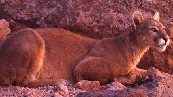 Investigan desmembramiento de puma en Torres del Paine
